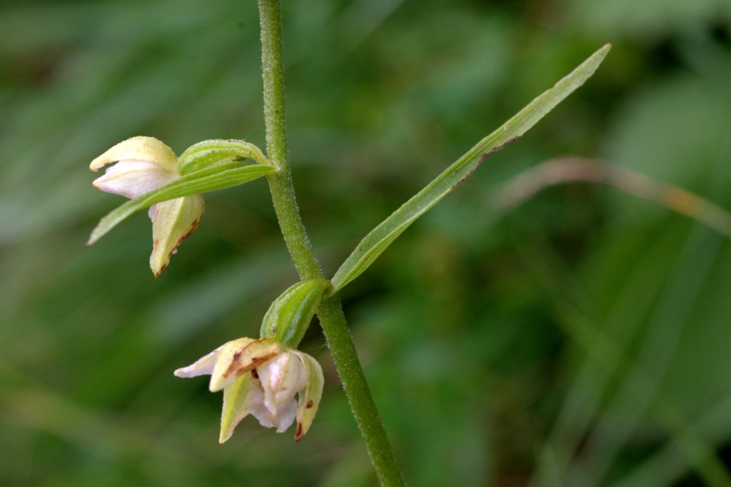 Epipactis muelleri?